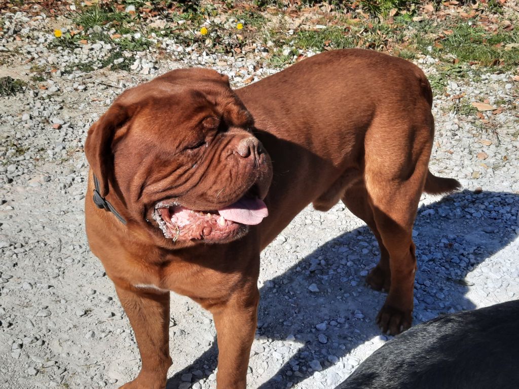 Maximus Red Dog Demars