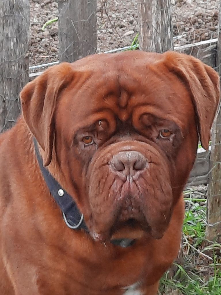 Maximus Red Dog Demars