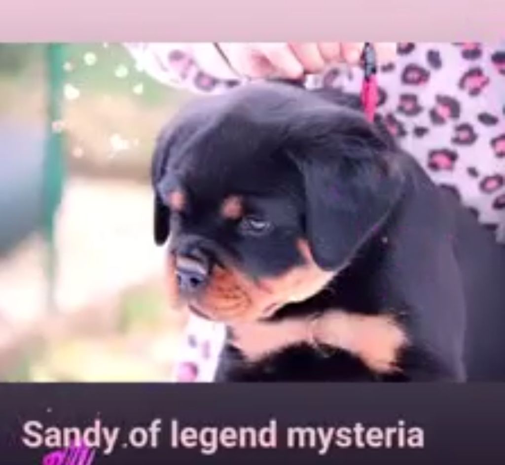 Sandy Of Legend Mysteria