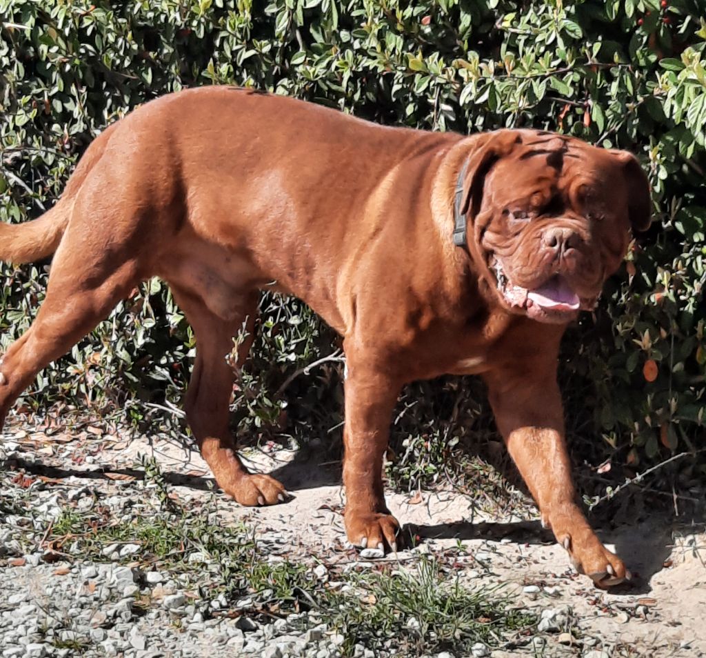 Maximus Red Dog Demars