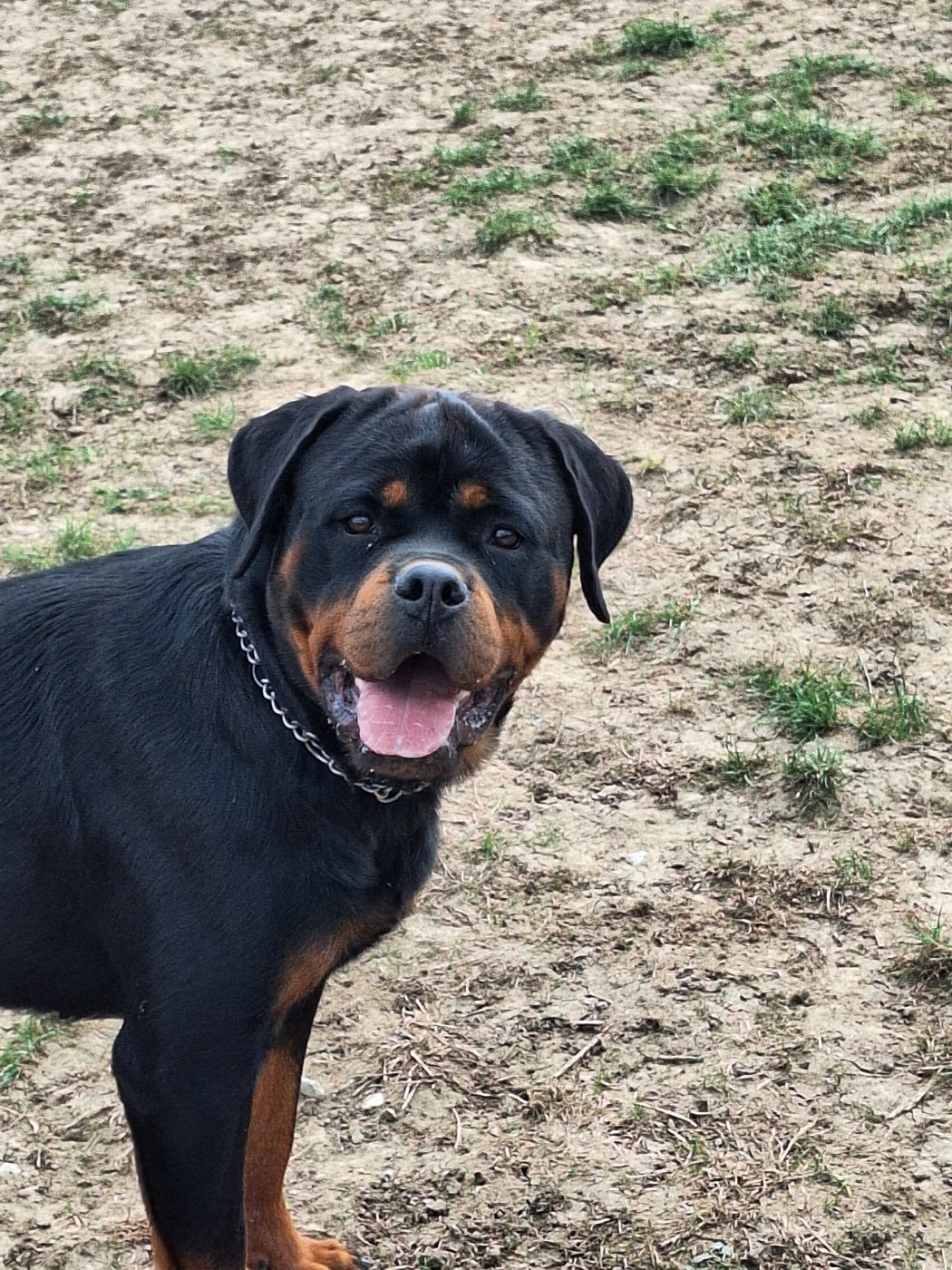 Victoire Of Holly's Kingdom