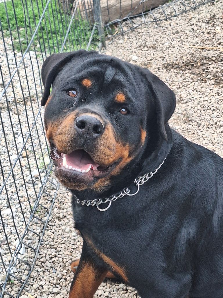 V'zara (venus) Of Holly's Kingdom