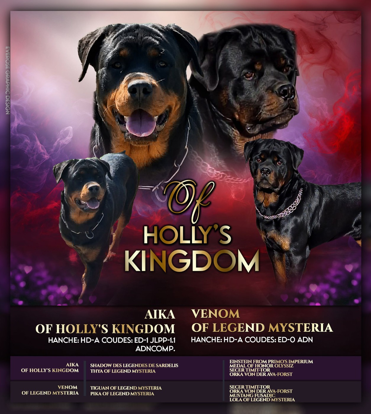 Chiots rottweiler disponibles au 23 août