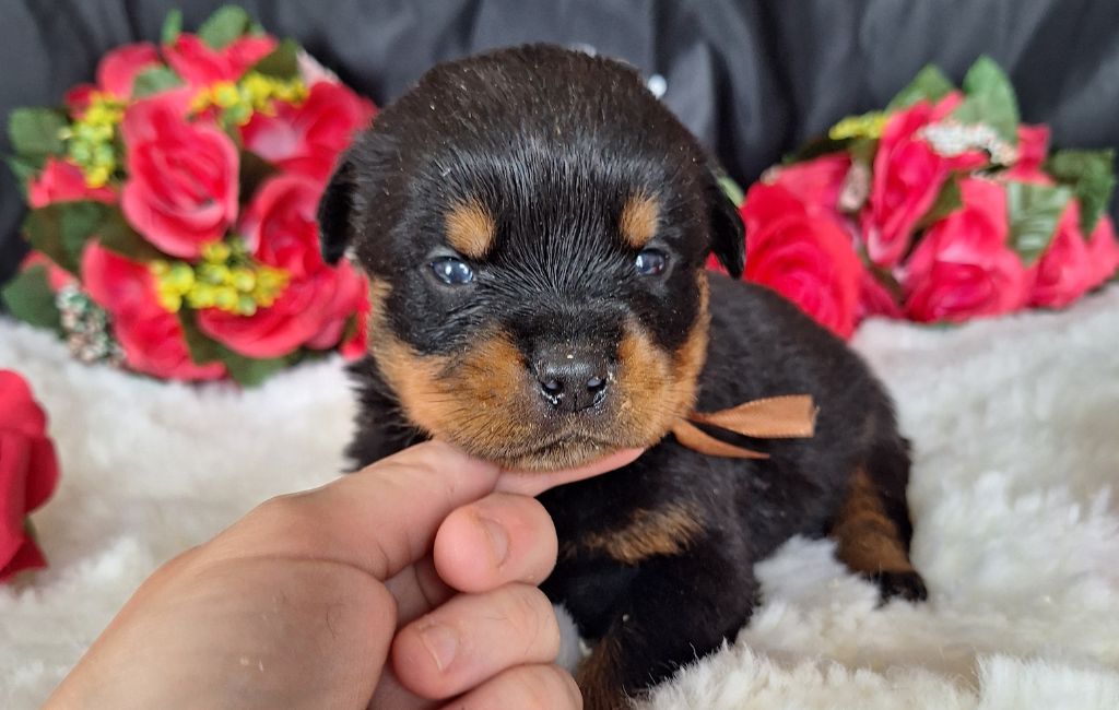 Of Holly's Kingdom - Chiots disponibles - Rottweiler