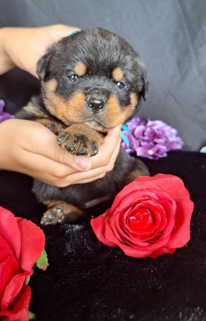 Of Holly's Kingdom - Chiots disponibles - Rottweiler