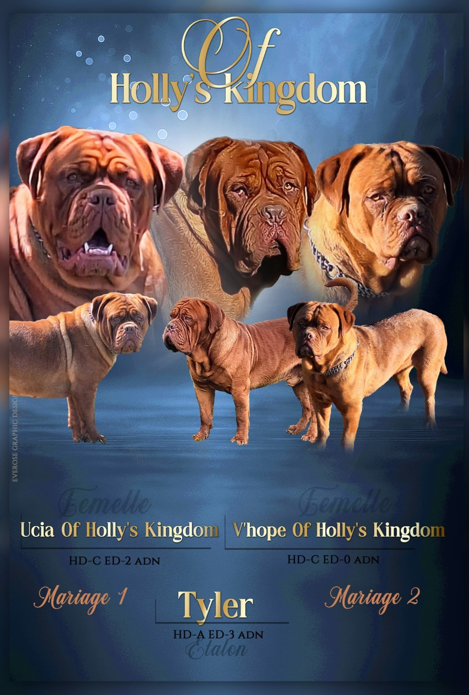 Chiot Dogue de Bordeaux Of Holly's Kingdom