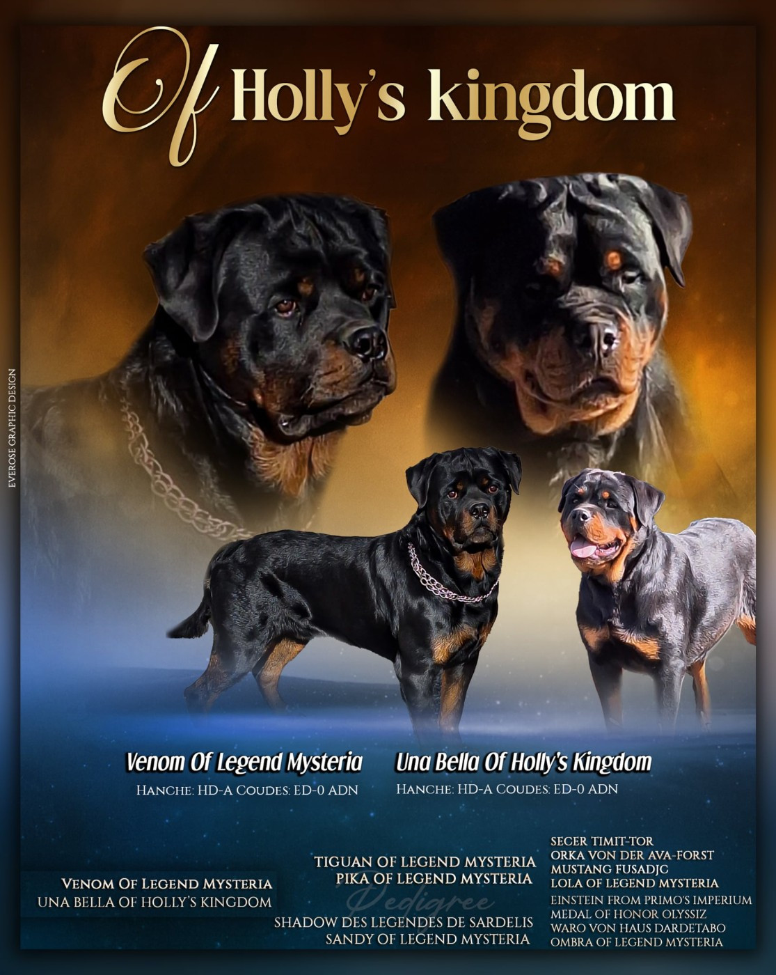 Chiot Rottweiler Of Holly's Kingdom