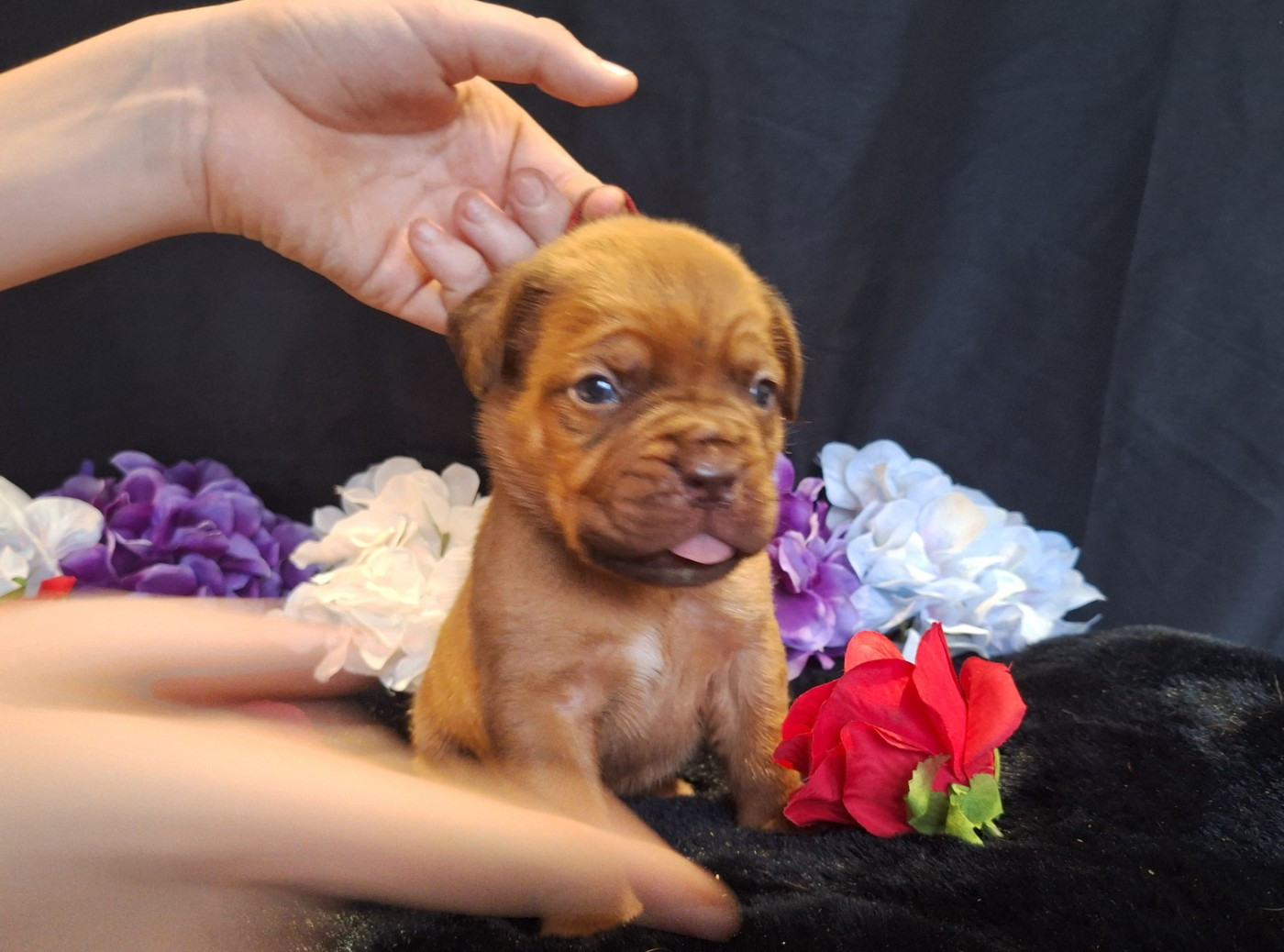Of Holly's Kingdom - Chiots disponibles - Dogue de Bordeaux