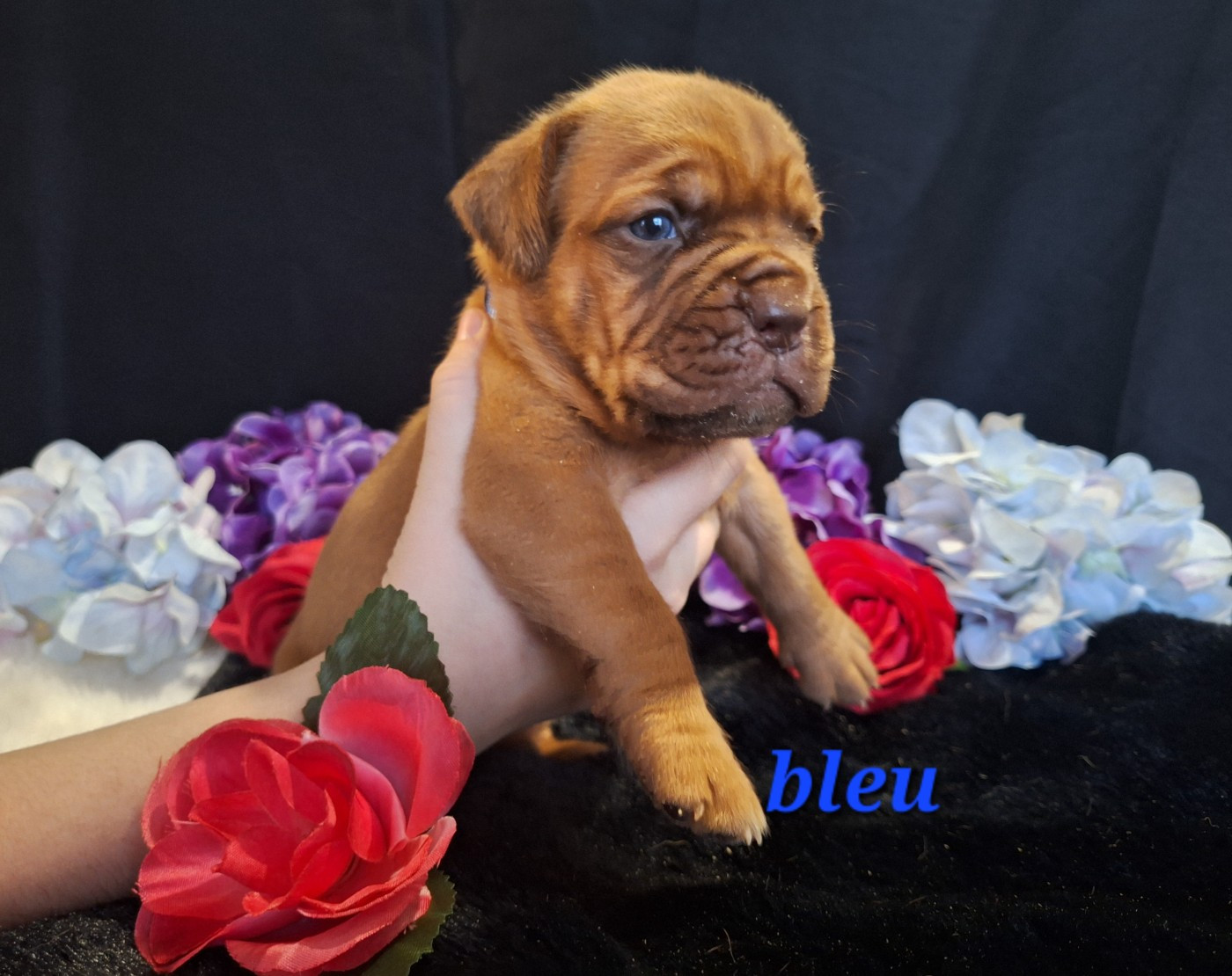 Of Holly's Kingdom - Chiots disponibles - Dogue de Bordeaux