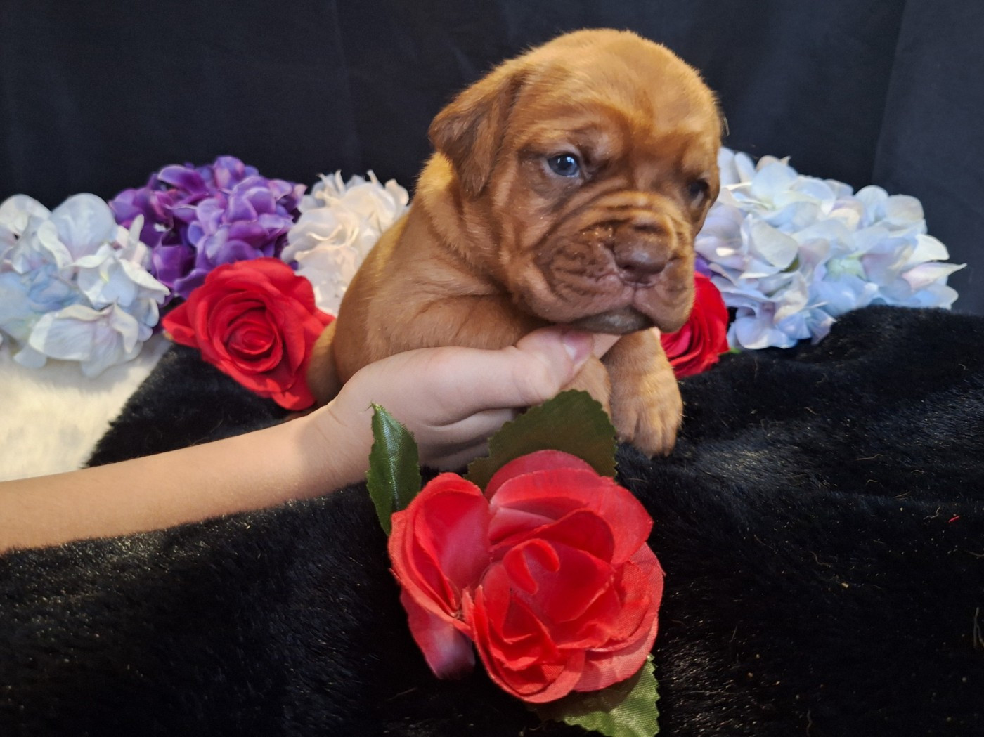 Of Holly's Kingdom - Chiots disponibles - Dogue de Bordeaux