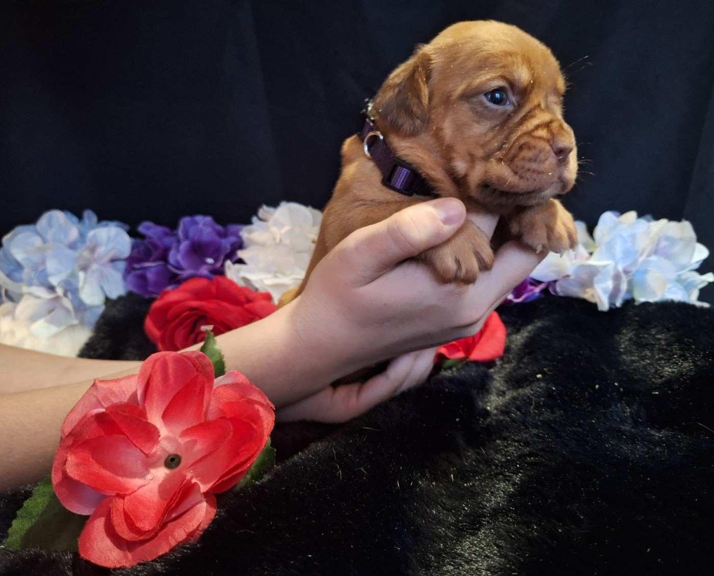 Of Holly's Kingdom - Chiots disponibles - Dogue de Bordeaux