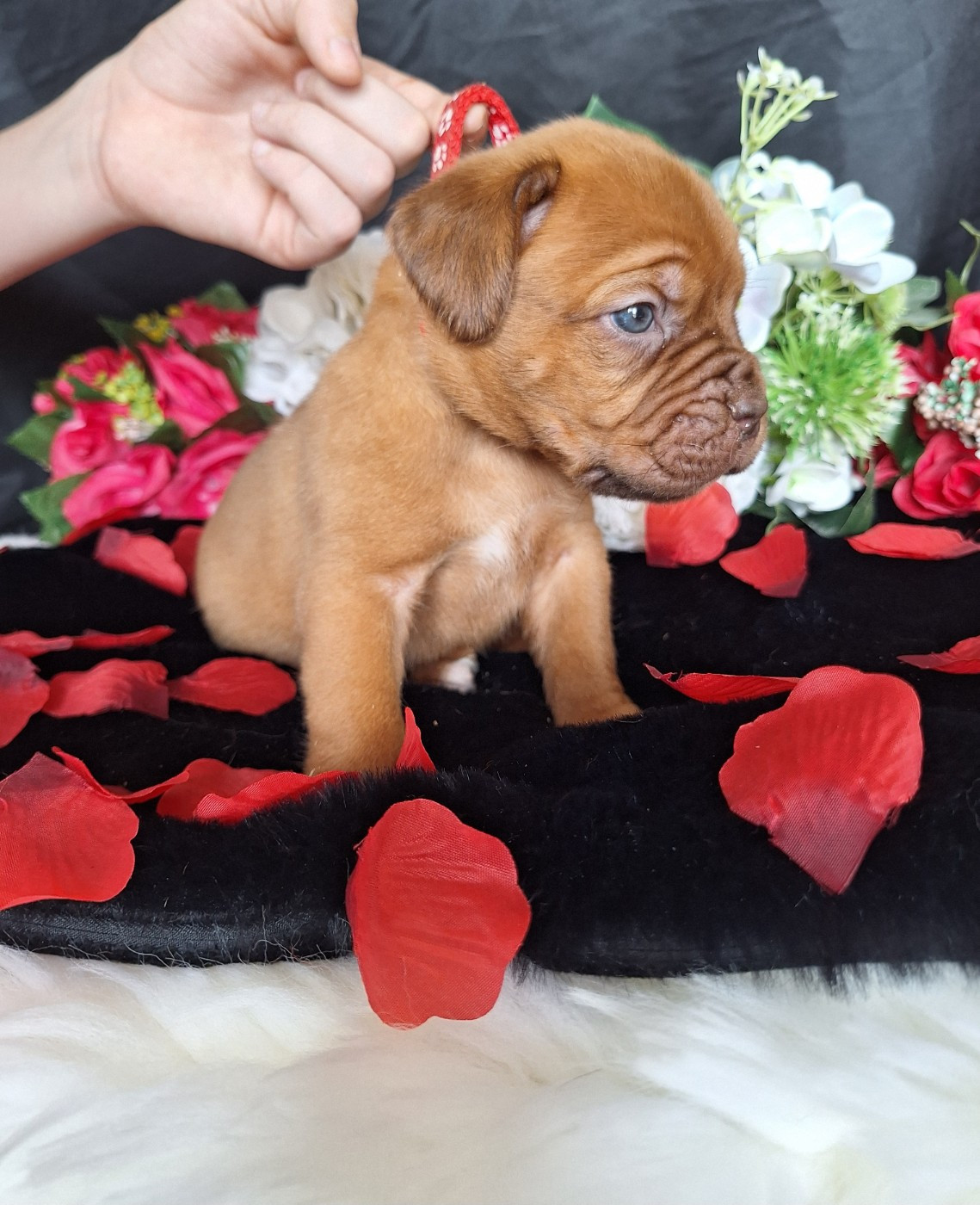 Of Holly's Kingdom - Chiots disponibles - Dogue de Bordeaux