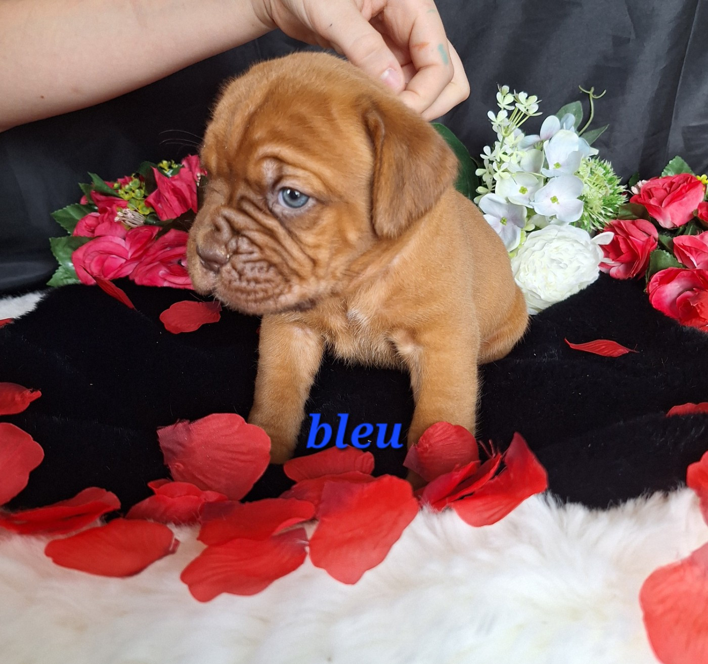 Of Holly's Kingdom - Chiots disponibles - Dogue de Bordeaux
