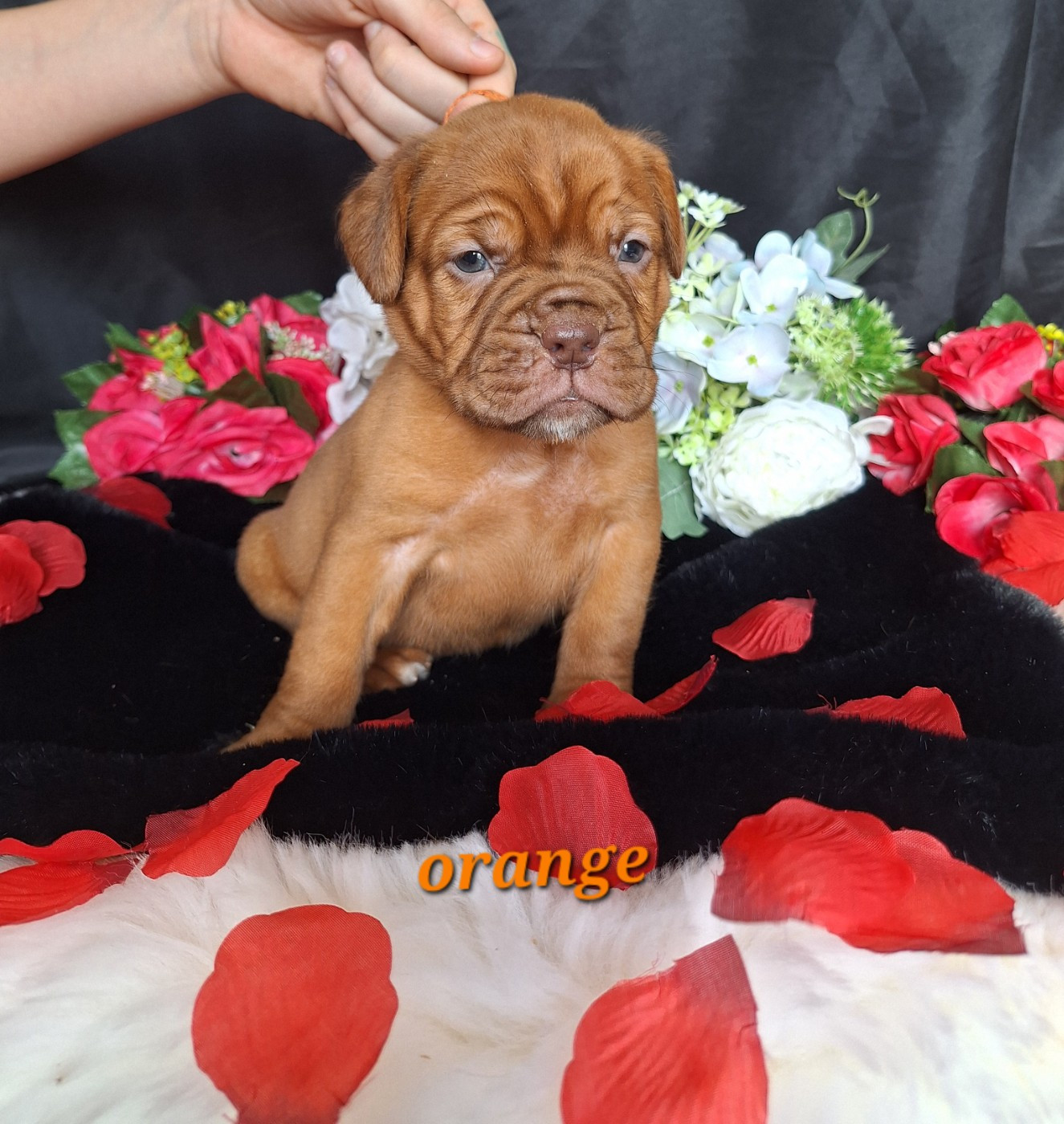 Of Holly's Kingdom - Chiots disponibles - Dogue de Bordeaux