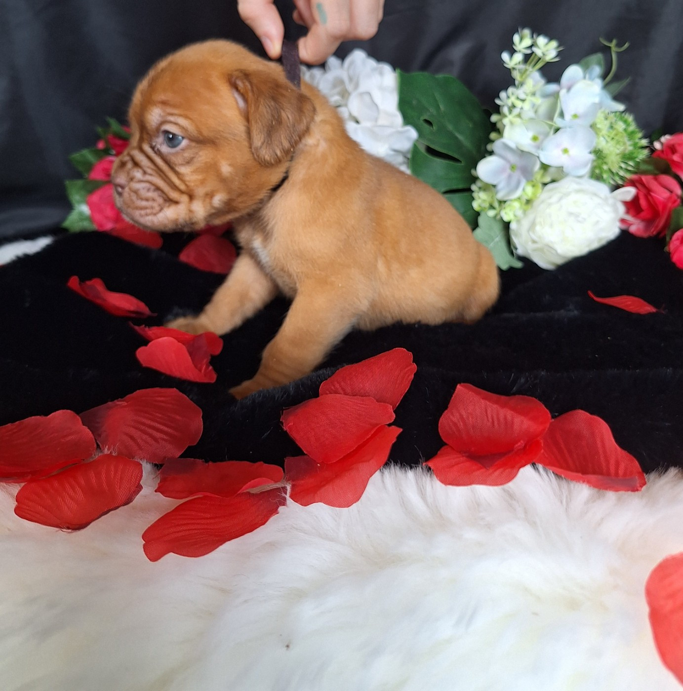 Of Holly's Kingdom - Chiots disponibles - Dogue de Bordeaux