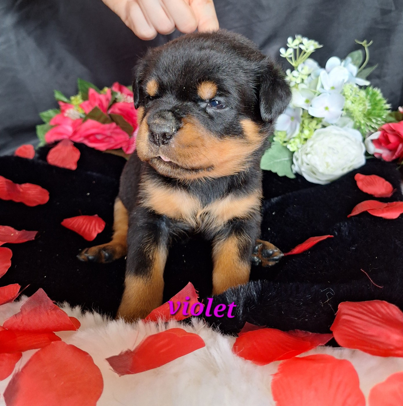 Of Holly's Kingdom - Chiots disponibles - Rottweiler