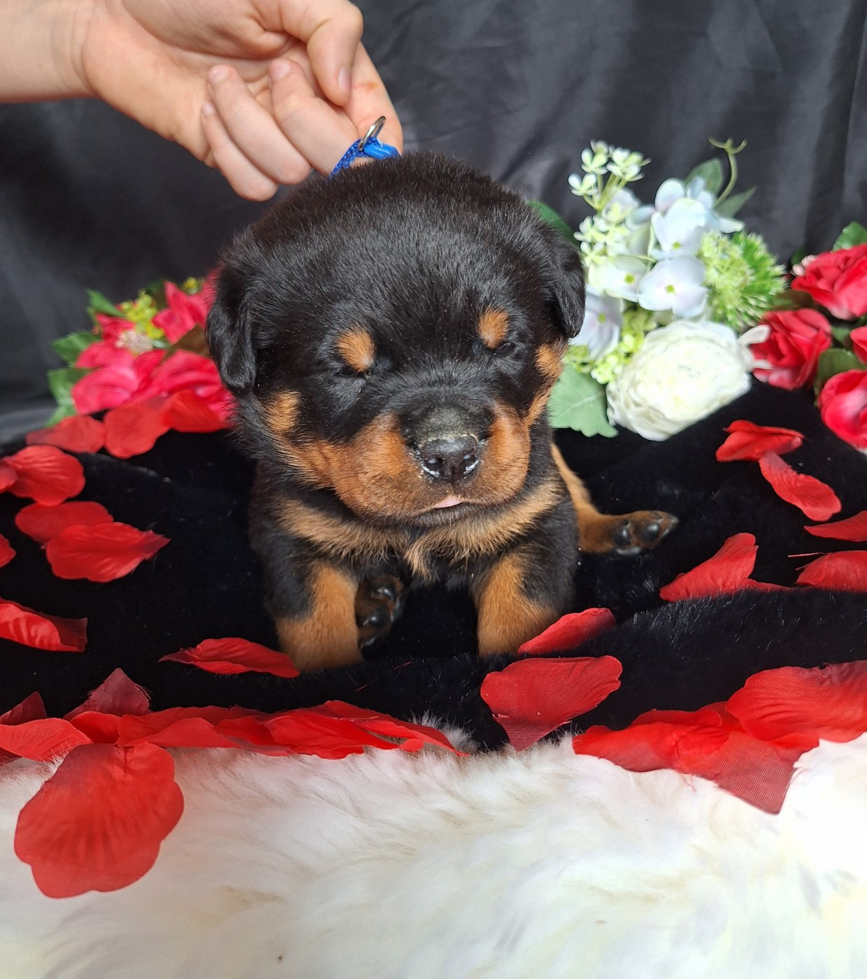 Of Holly's Kingdom - Chiots disponibles - Rottweiler