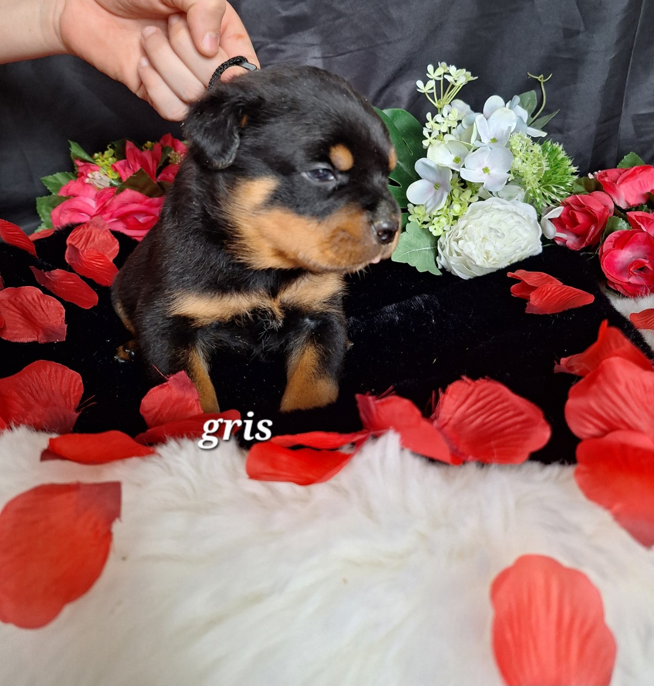 Of Holly's Kingdom - Chiots disponibles - Rottweiler