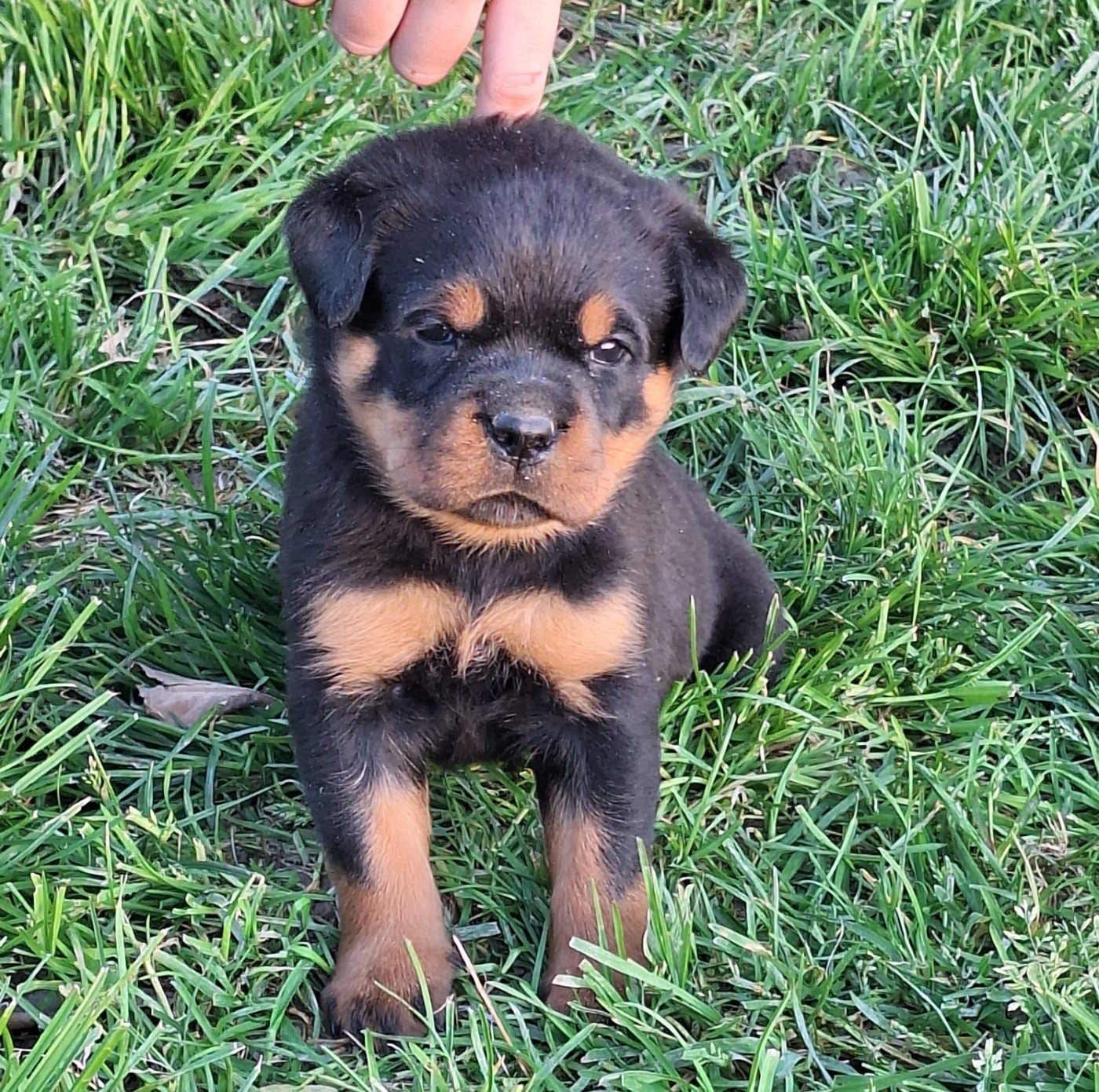 Of Holly's Kingdom - Chiots disponibles - Rottweiler