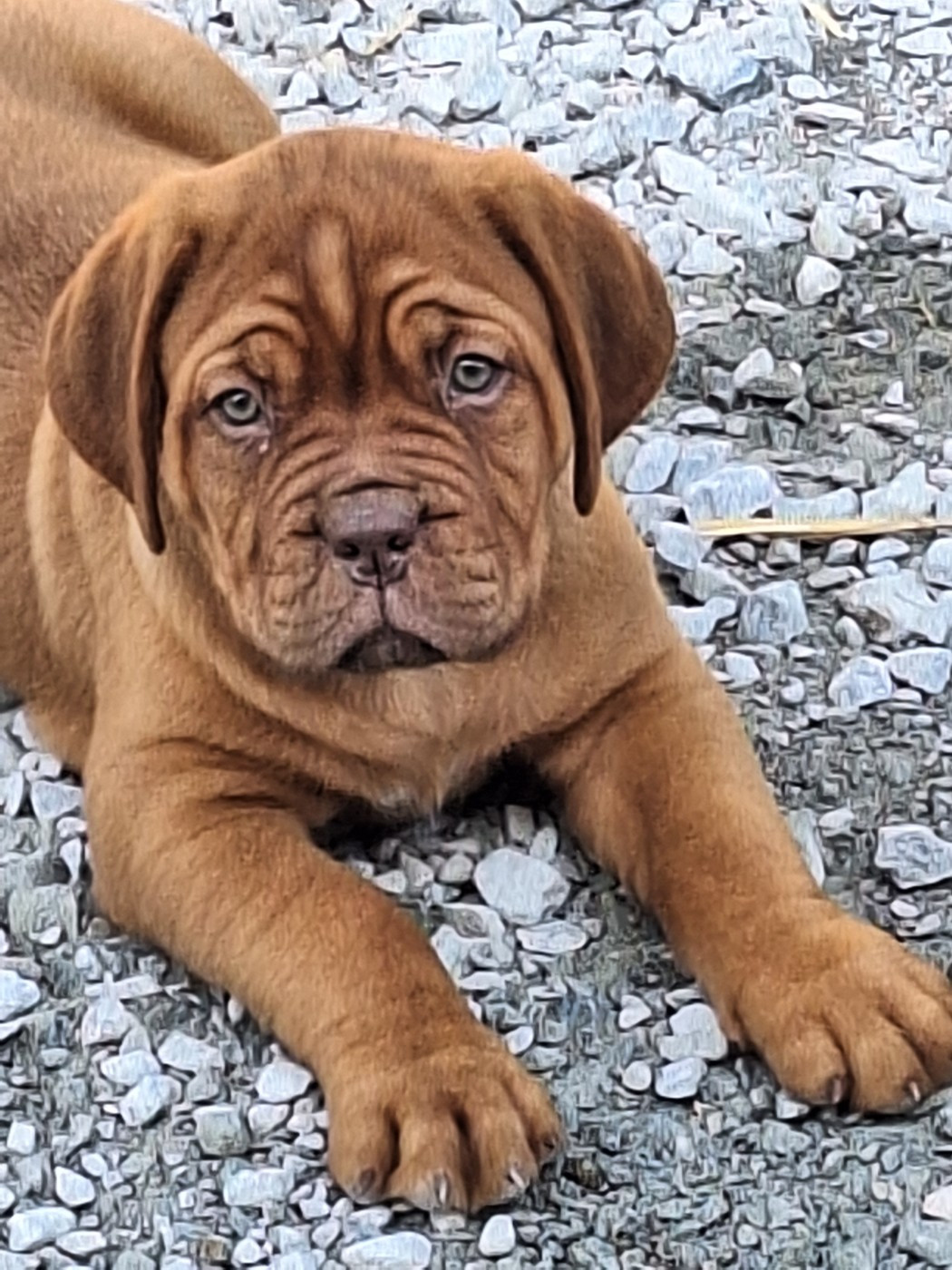 Of Holly's Kingdom - Dogue de Bordeaux - Portée née le 02/01/2026
