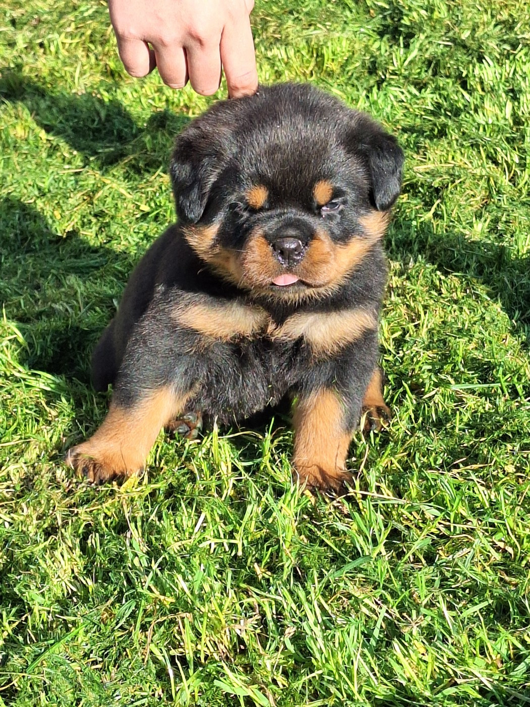 Of Holly's Kingdom - Chiots disponibles - Rottweiler