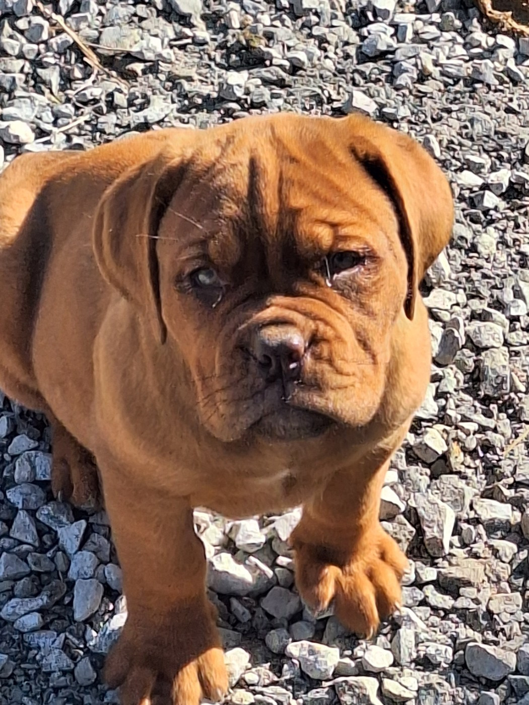 Of Holly's Kingdom - Chiots disponibles - Dogue de Bordeaux