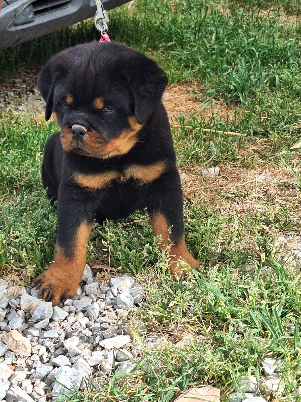 Of Holly's Kingdom - Rottweiler - Portée née le 18/02/2026