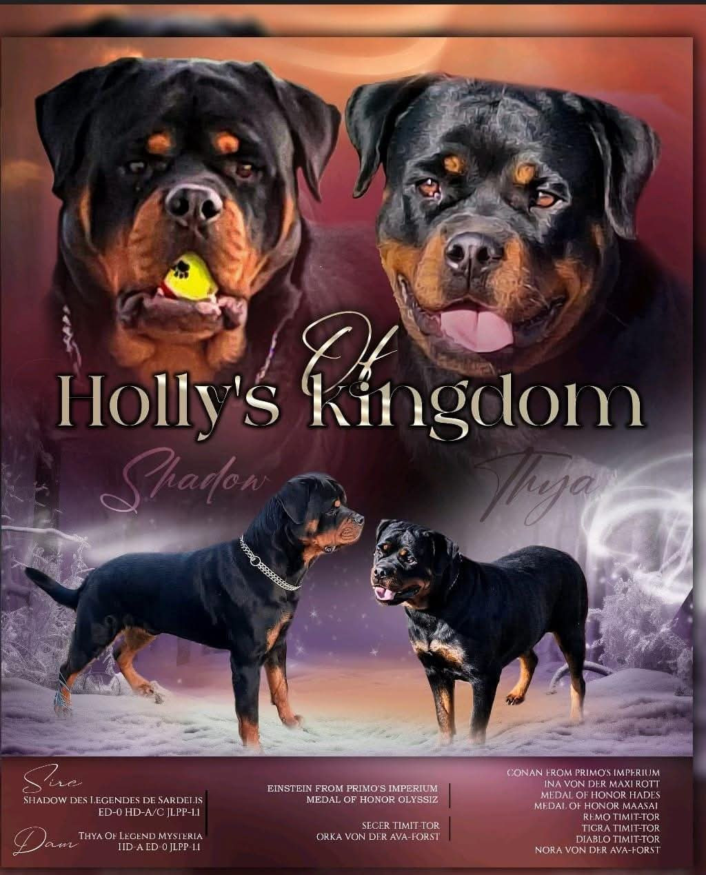 Of Holly's Kingdom - Chiots disponibles - Rottweiler