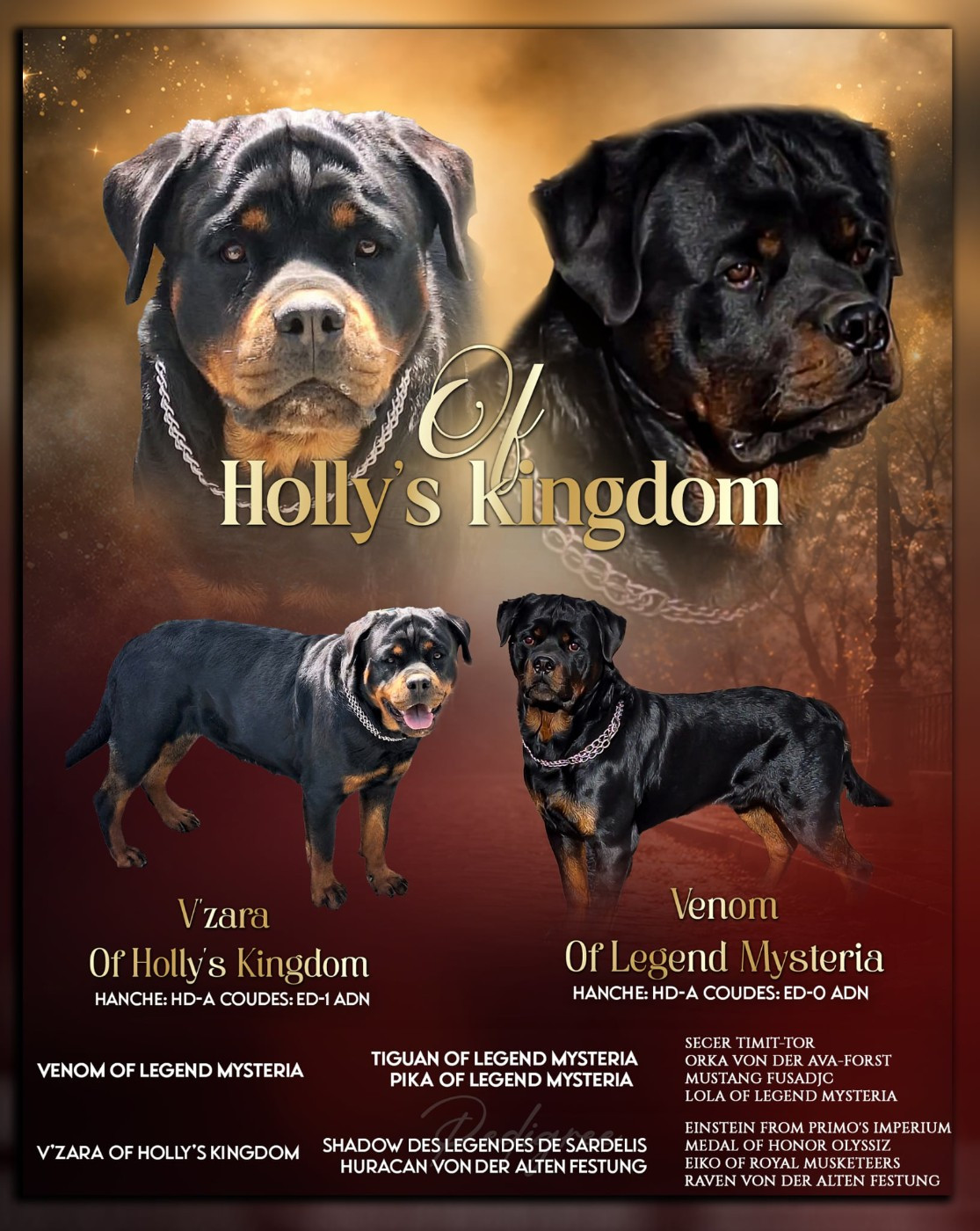 Of Holly's Kingdom - Chiots disponibles - Rottweiler