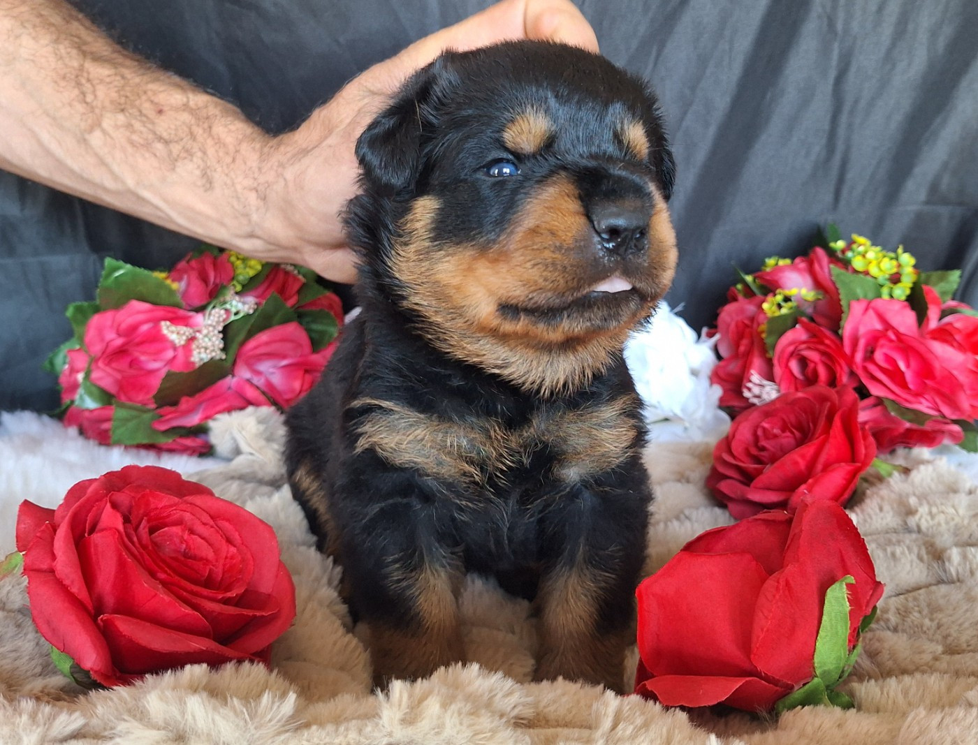 Of Holly's Kingdom - Chiots disponibles - Rottweiler