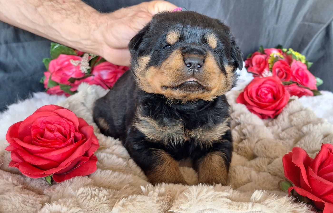 Of Holly's Kingdom - Chiots disponibles - Rottweiler
