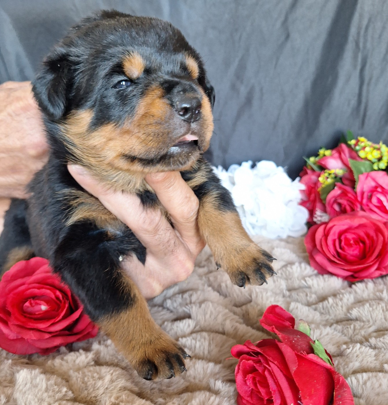 Of Holly's Kingdom - Chiots disponibles - Rottweiler