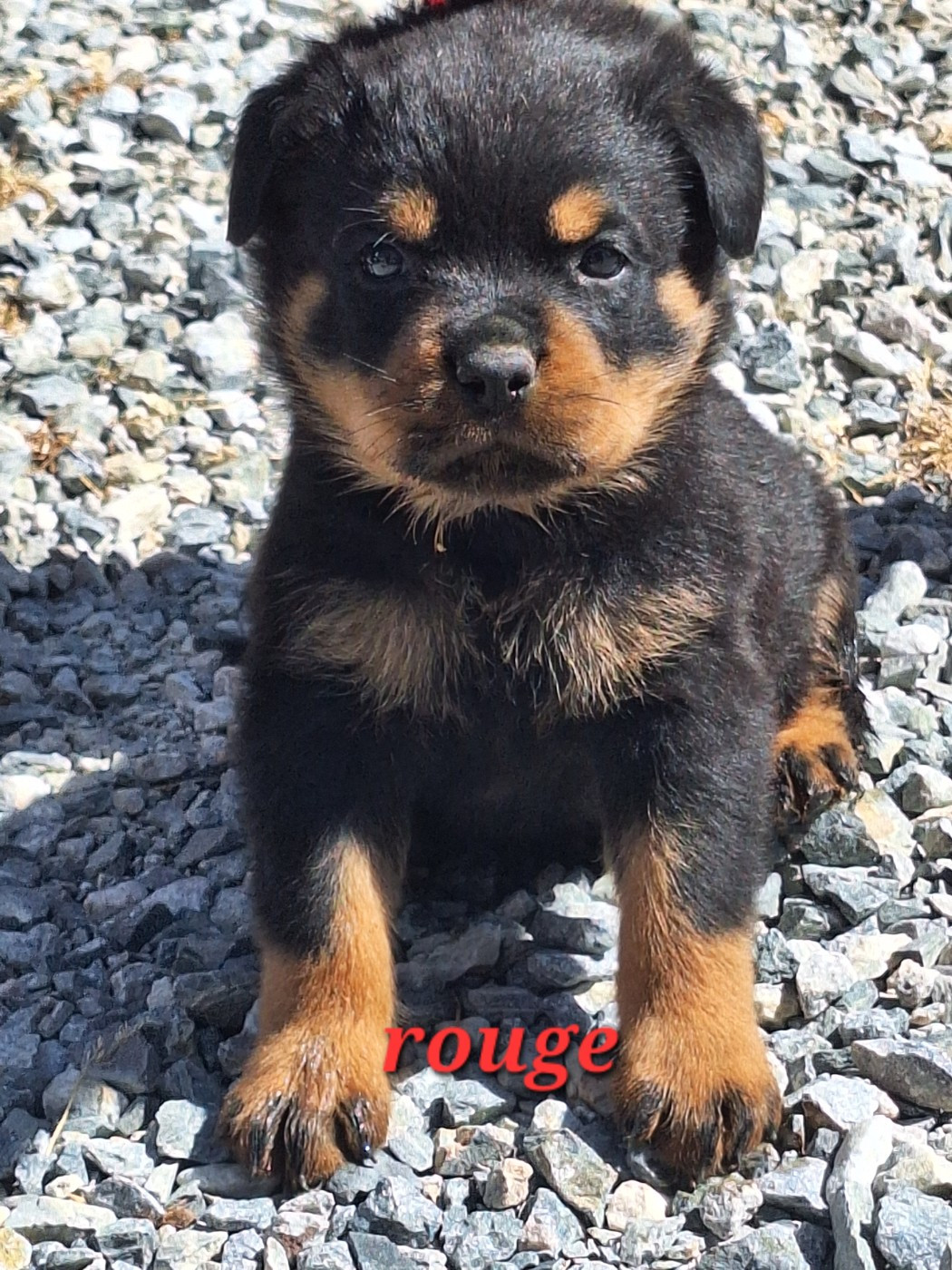 Of Holly's Kingdom - Chiots disponibles - Rottweiler