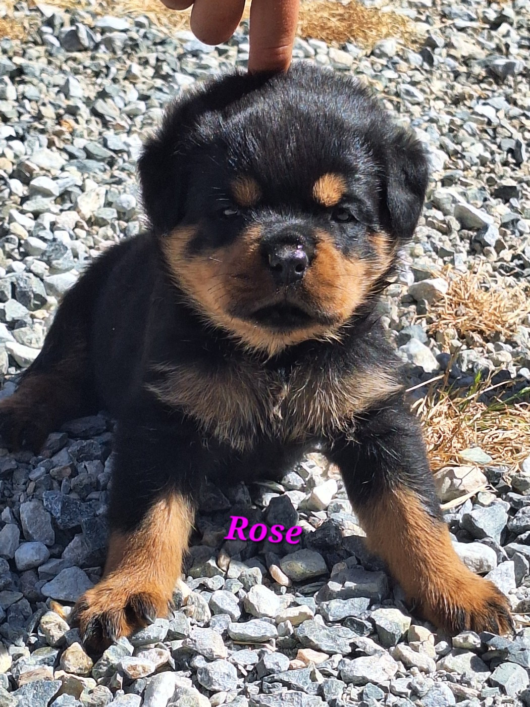 Of Holly's Kingdom - Chiots disponibles - Rottweiler