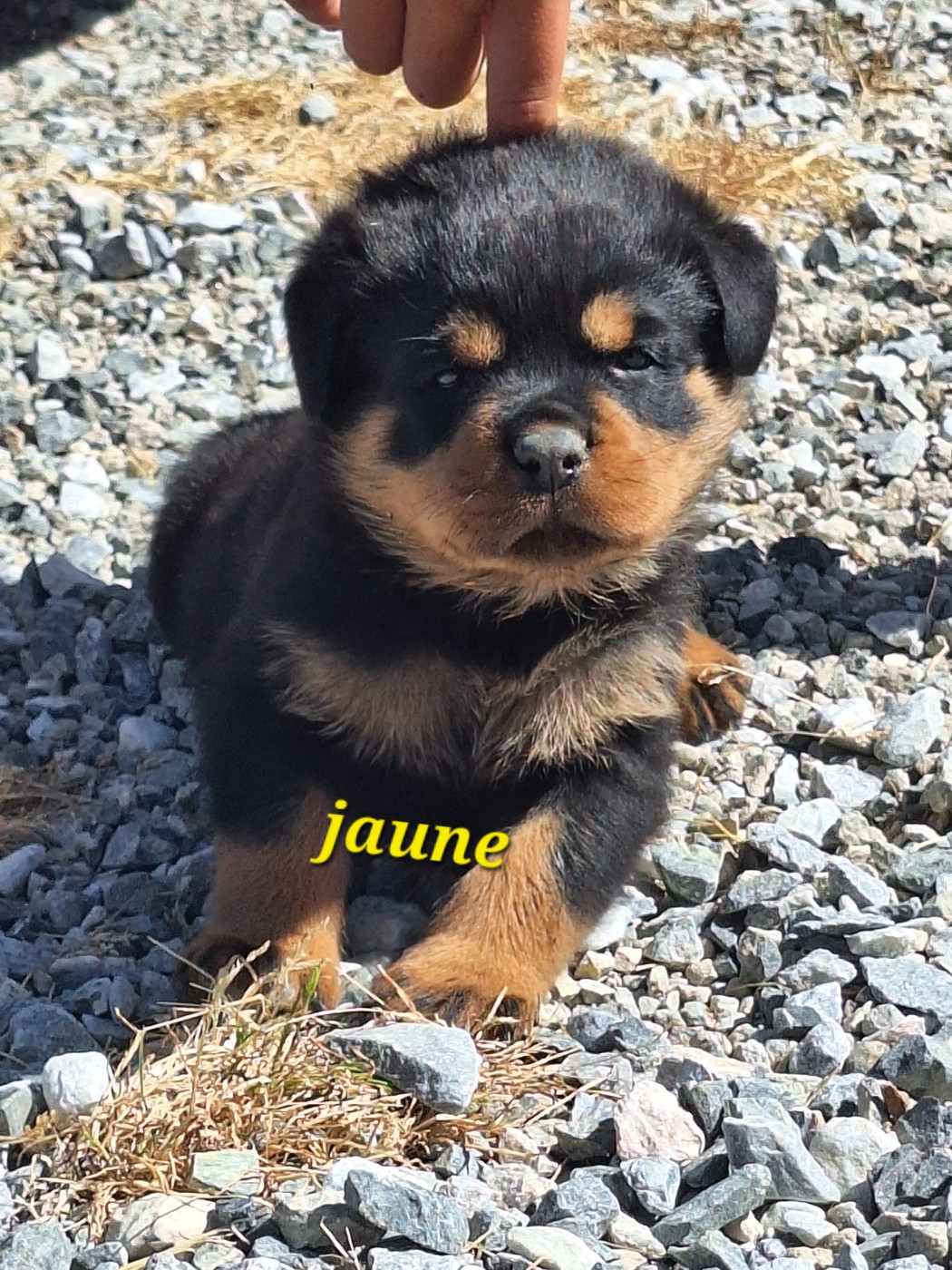 Of Holly's Kingdom - Chiots disponibles - Rottweiler