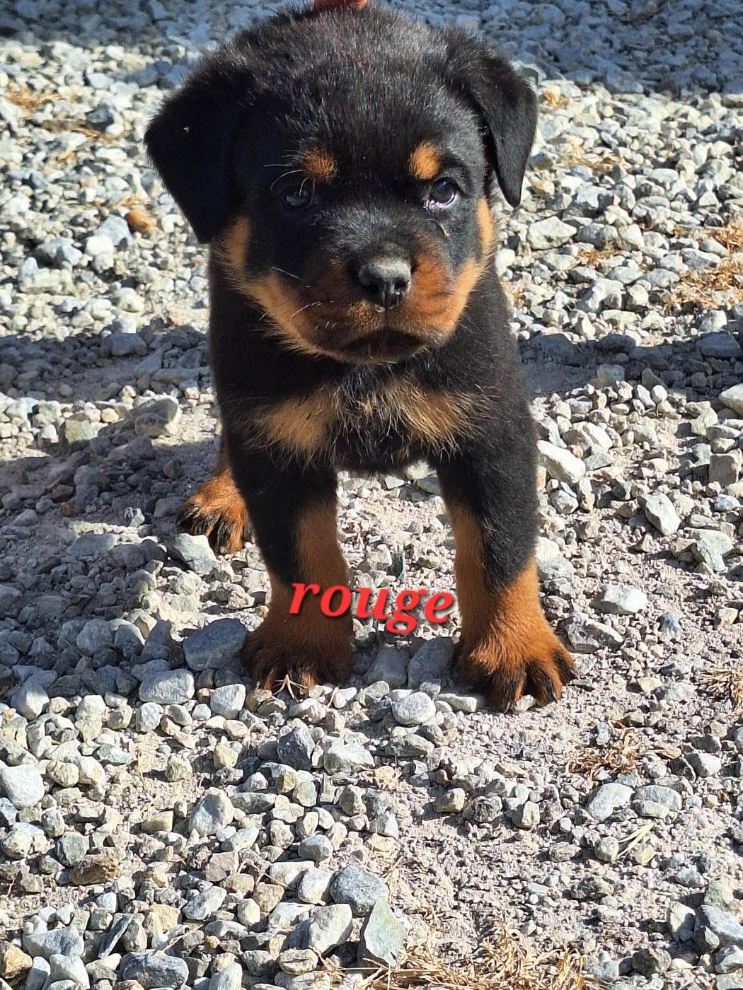 Of Holly's Kingdom - Chiots disponibles - Rottweiler