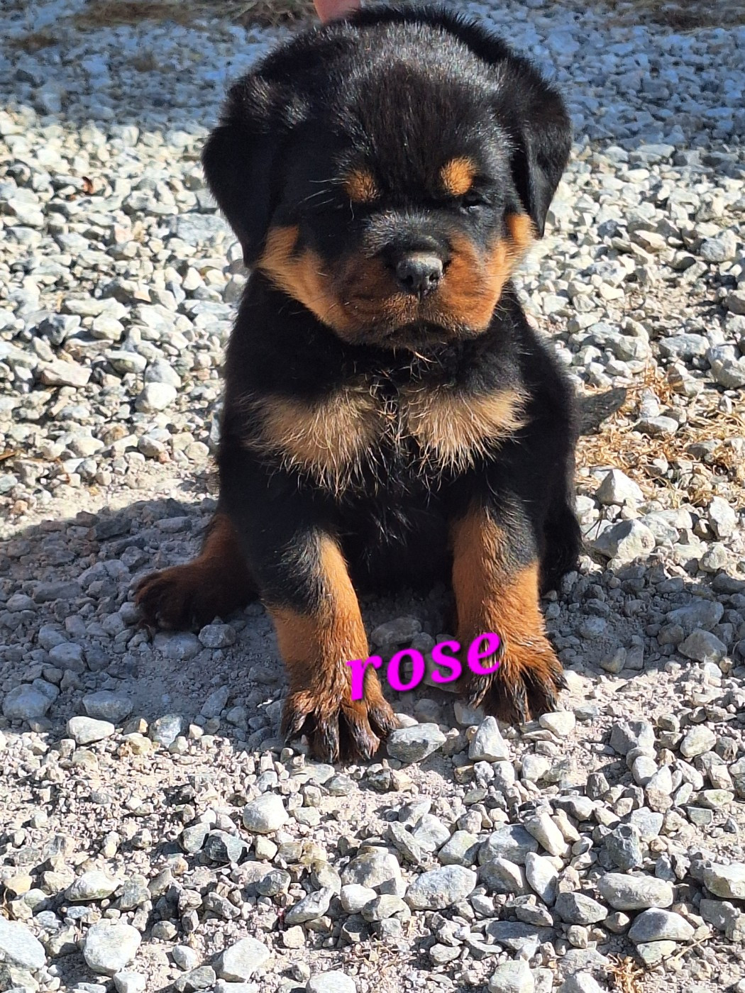 Of Holly's Kingdom - Chiots disponibles - Rottweiler