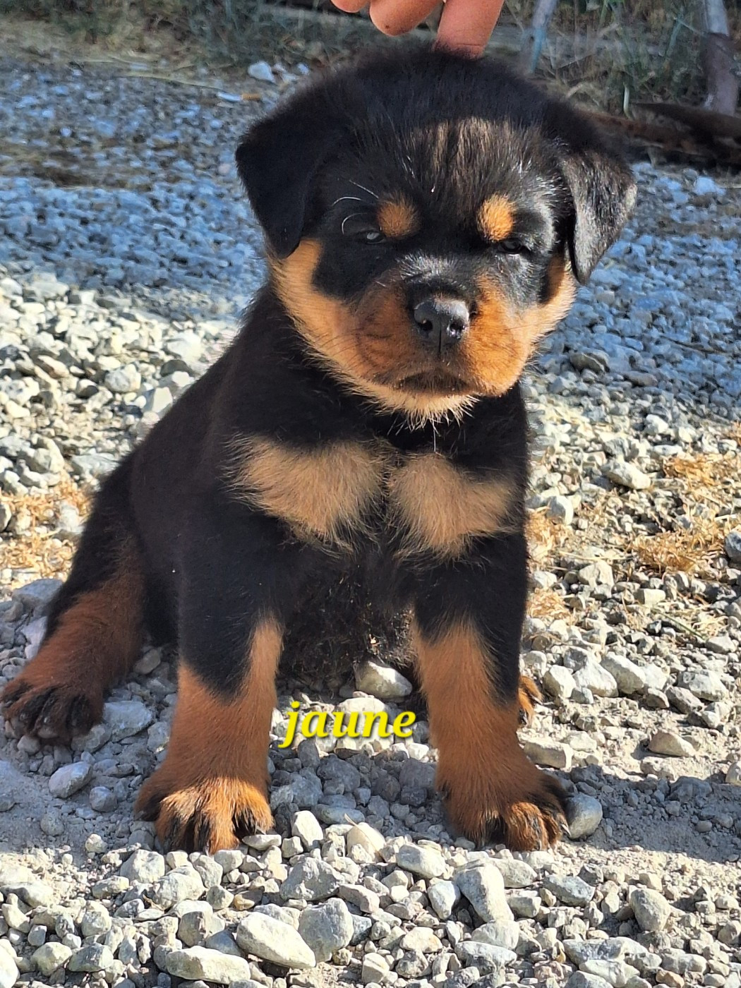 Of Holly's Kingdom - Chiots disponibles - Rottweiler
