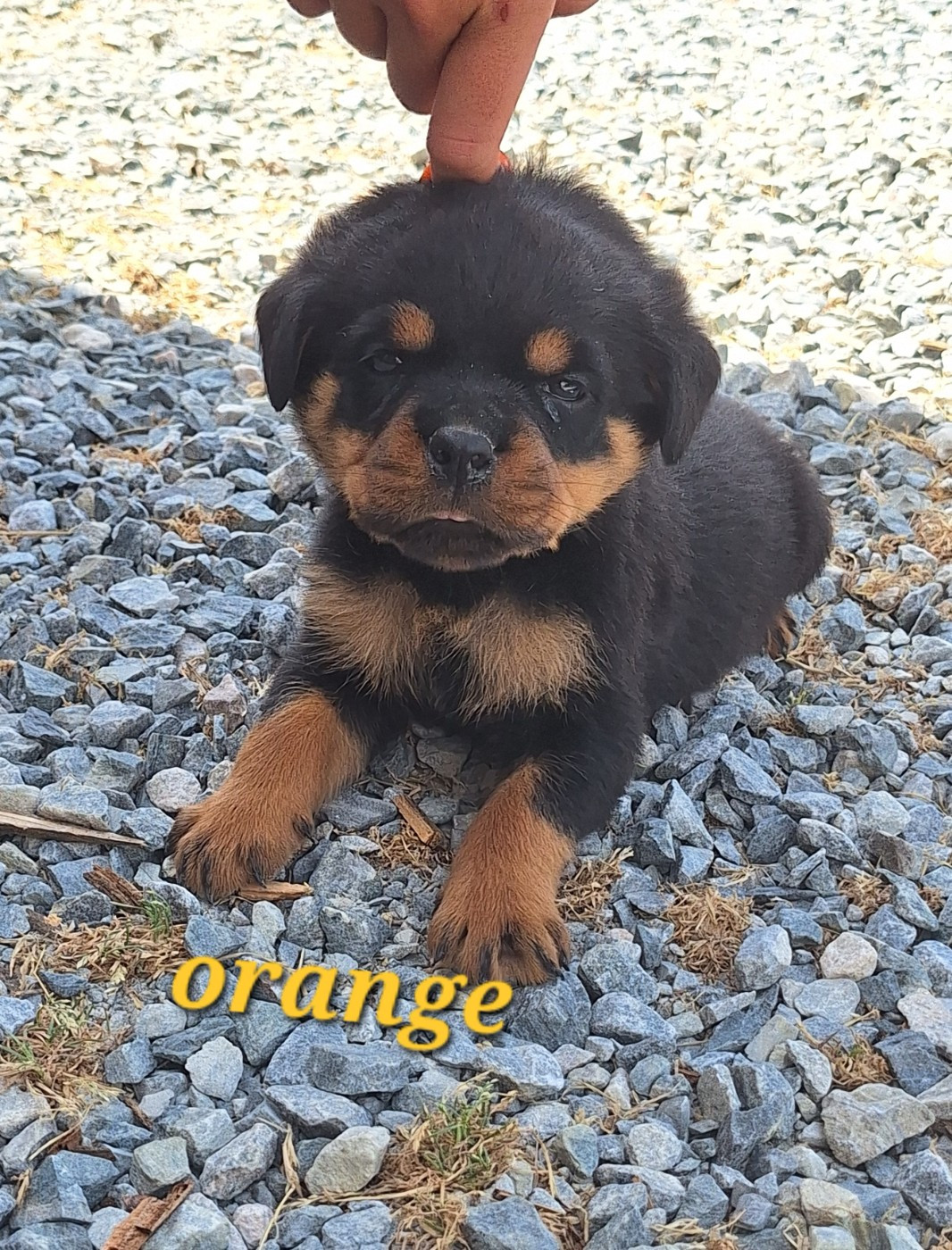 Of Holly's Kingdom - Chiots disponibles - Rottweiler