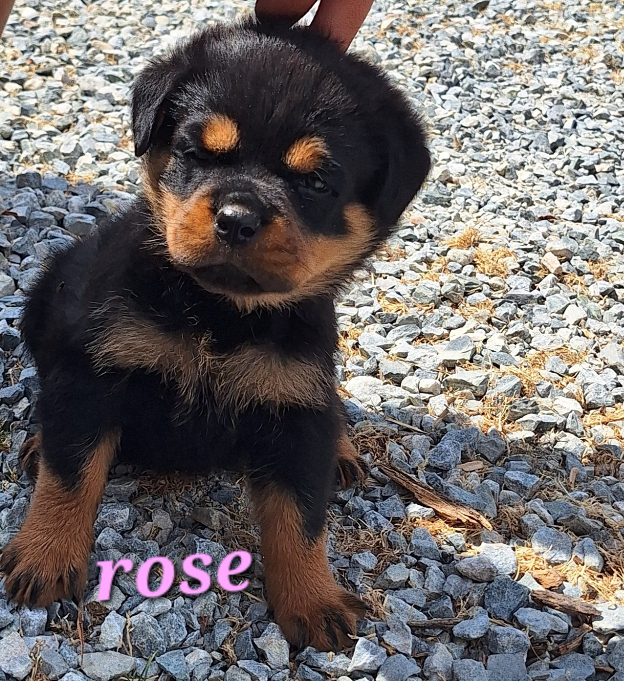 Of Holly's Kingdom - Chiots disponibles - Rottweiler
