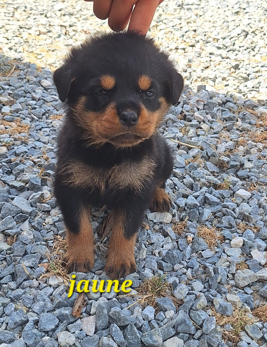 Of Holly's Kingdom - Chiots disponibles - Rottweiler