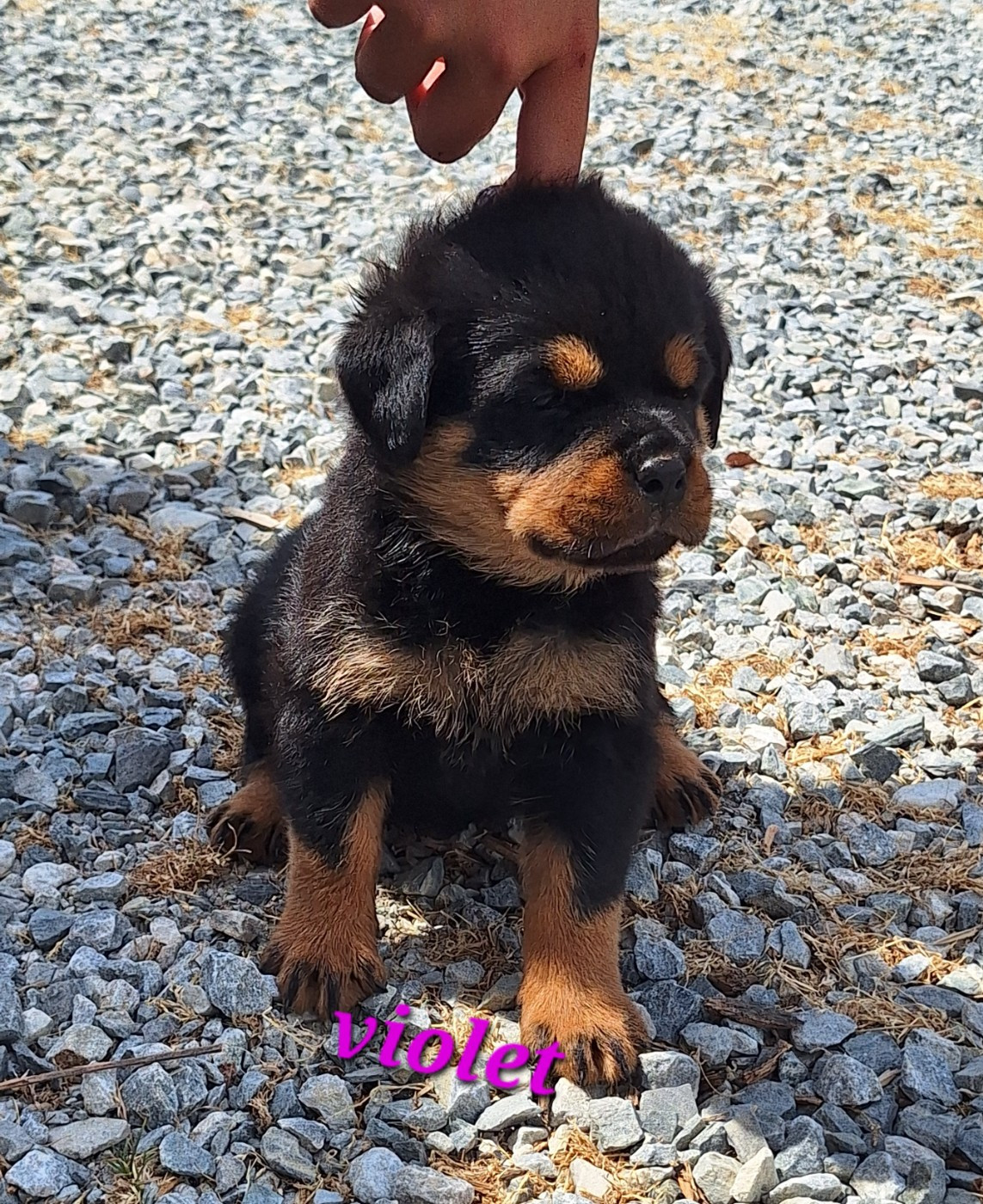 Of Holly's Kingdom - Chiots disponibles - Rottweiler