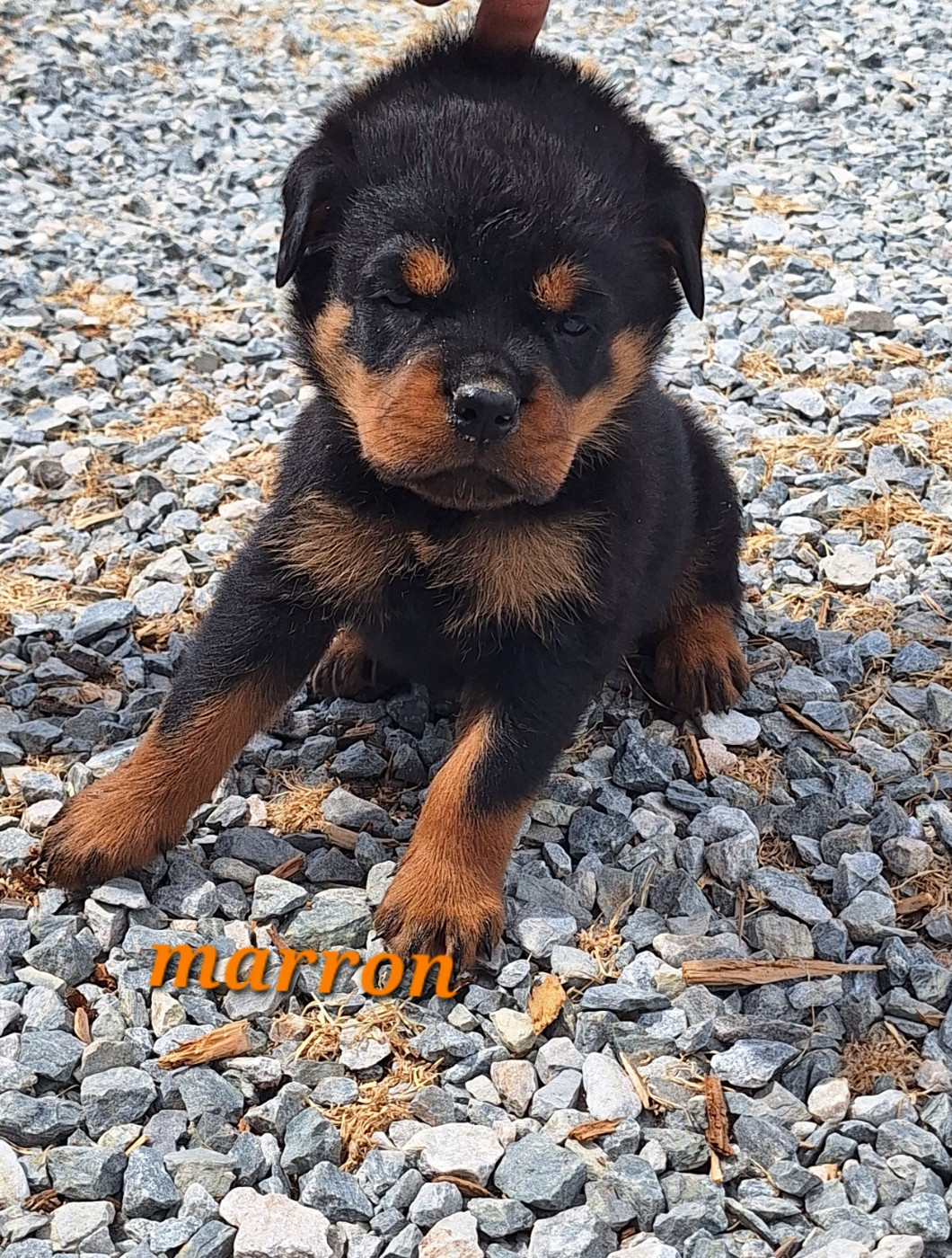 Of Holly's Kingdom - Chiots disponibles - Rottweiler