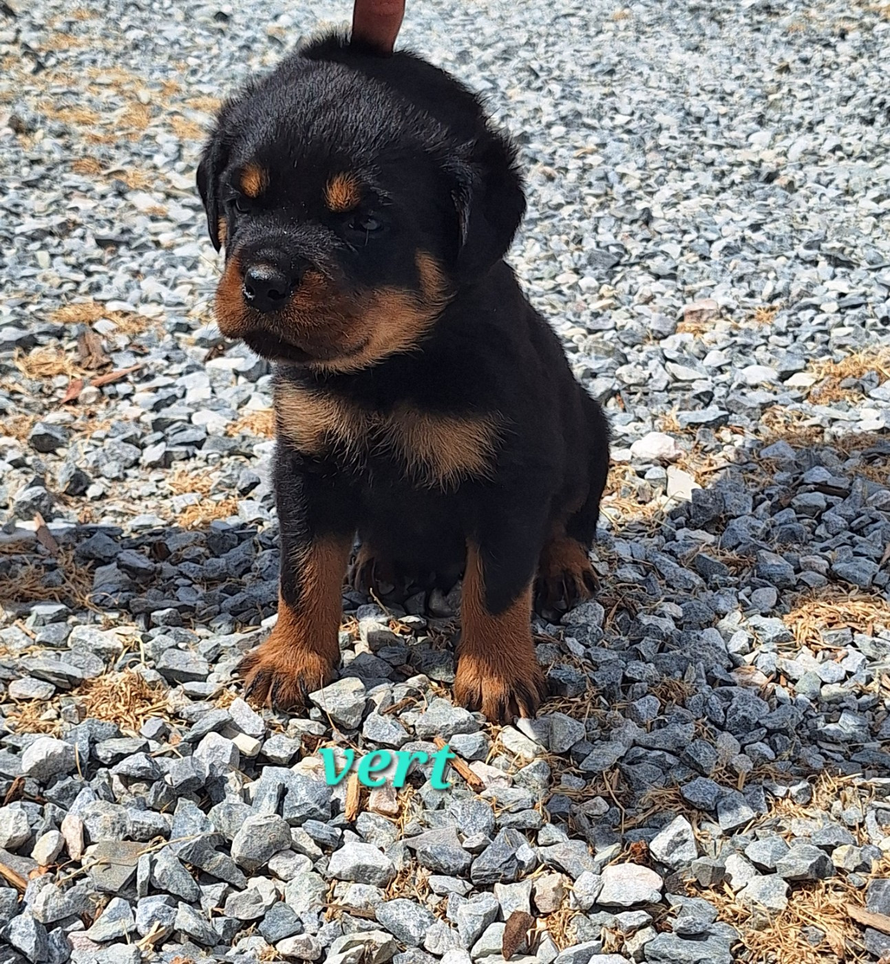 Of Holly's Kingdom - Chiots disponibles - Rottweiler