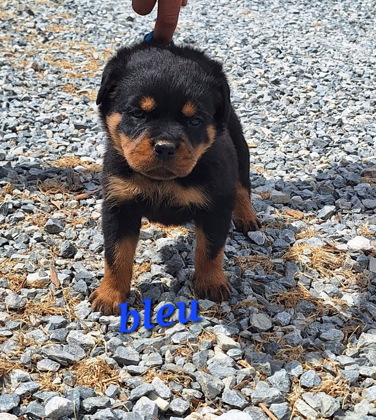 Of Holly's Kingdom - Chiots disponibles - Rottweiler