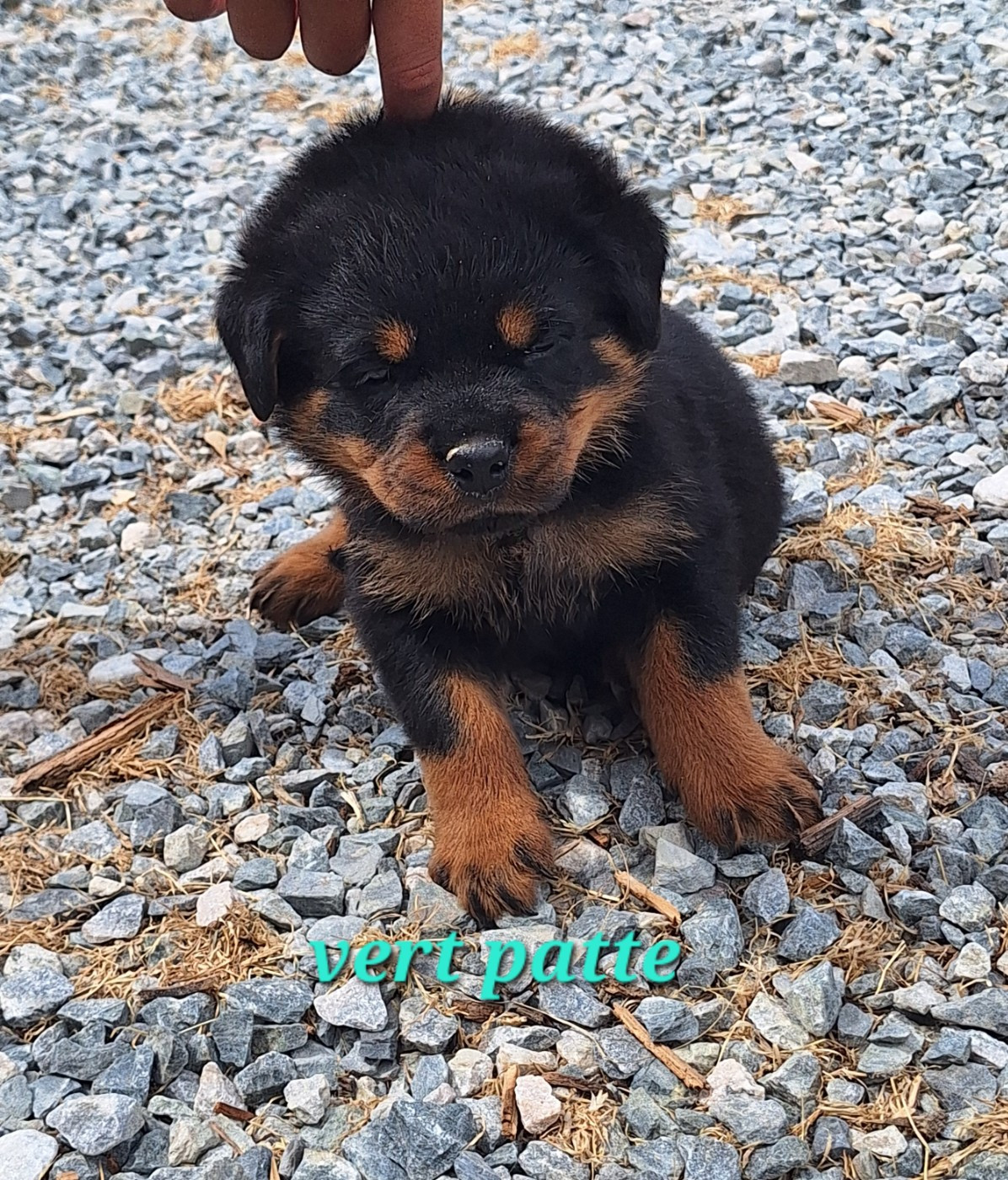 Of Holly's Kingdom - Chiots disponibles - Rottweiler