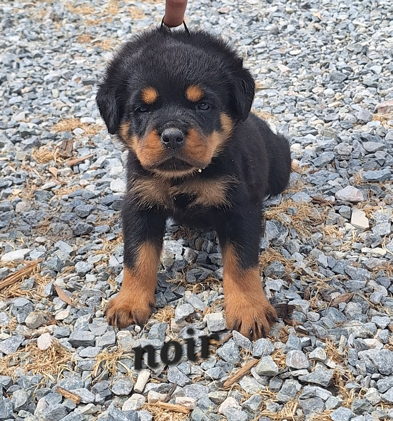 Of Holly's Kingdom - Chiots disponibles - Rottweiler