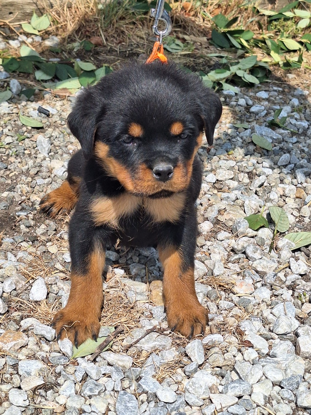Of Holly's Kingdom - Rottweiler - Portée née le 28/06/2026