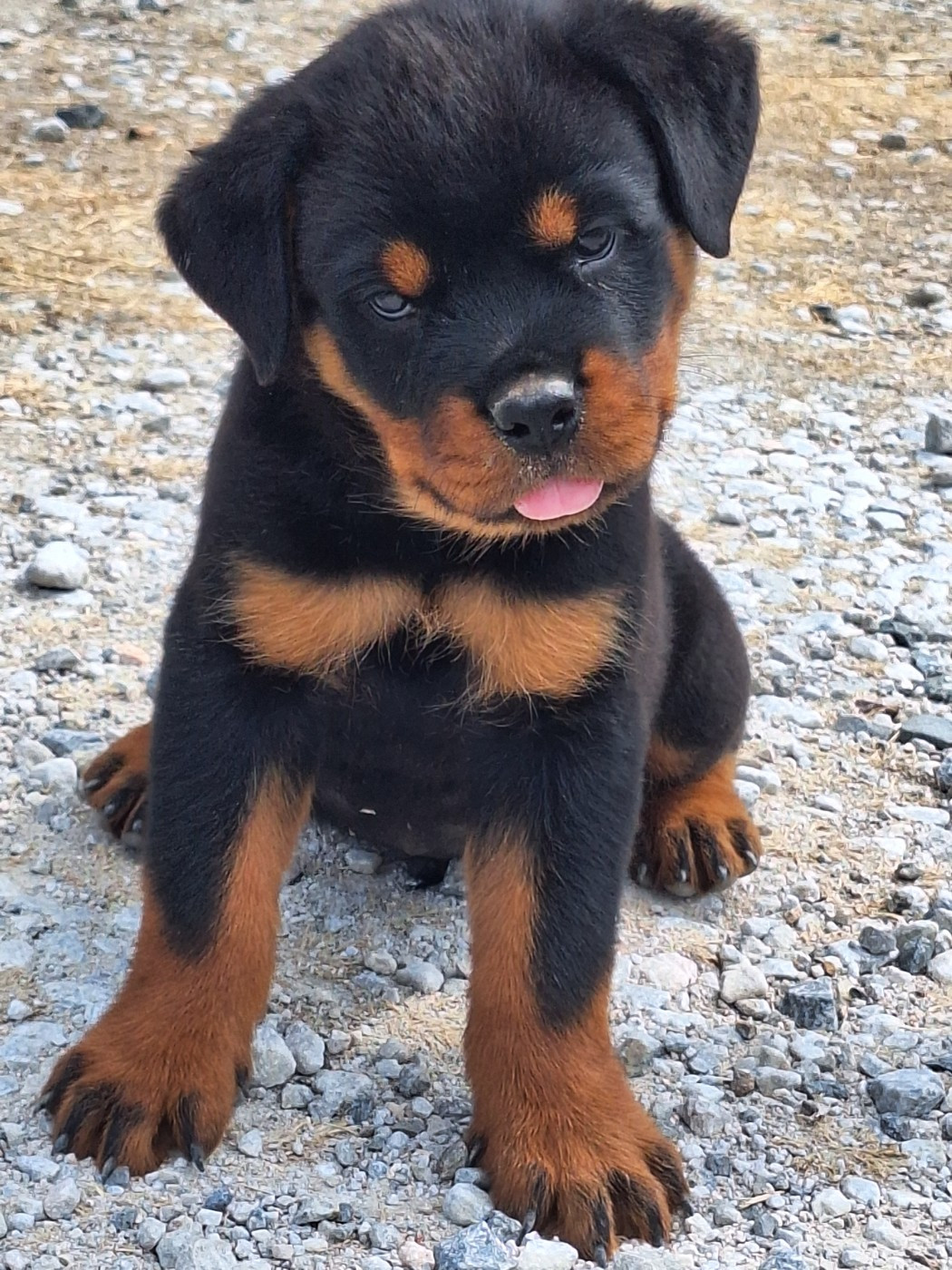 Of Holly's Kingdom - Chiots disponibles - Rottweiler