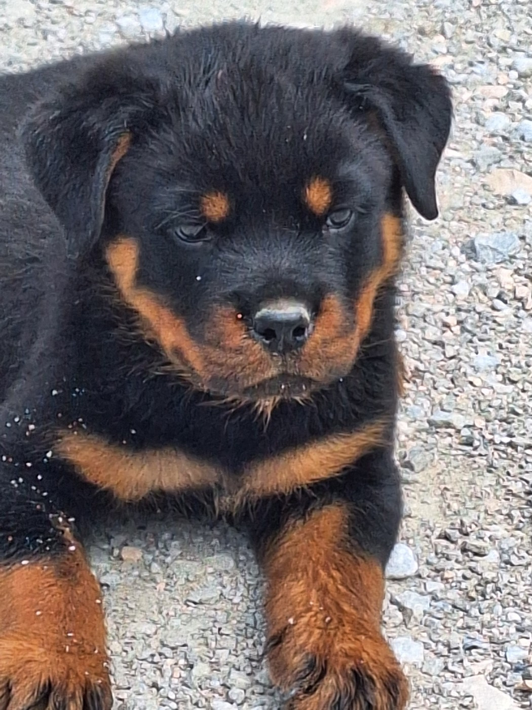 Of Holly's Kingdom - Chiots disponibles - Rottweiler